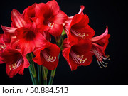 Red amaryllis flowers blooming on black background. Стоковое AI-изображение, AI-художник Иван Рябоконь / Фотобанк Лори