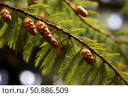 Coast redwood tree branch showing cones and needles. Стоковое AI-изображение, AI-художник Иван Рябоконь / Фотобанк Лори