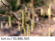Лещина обыкновенная (Corylus avellana) весной цветет в лесу. Стоковое фото, фотограф Pukhov K / Фотобанк Лори