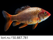 Golden tinfoil barb fish swimming in dark water. Стоковое AI-изображение, AI-художник Иван Рябоконь / Фотобанк Лори
