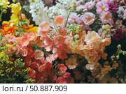 Colorful floral arrangement blooming with elegance and beauty. Стоковое AI-изображение, AI-художник Иван Рябоконь / Фотобанк Лори