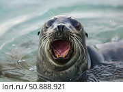 Hawaiian monk seal opening mouth while swimming in water. Стоковое AI-изображение, AI-художник Иван Рябоконь / Фотобанк Лори