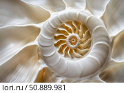 Close up of nautilus shell showing intricate spiral pattern. Стоковое AI-изображение, AI-художник Иван Рябоконь / Фотобанк Лори