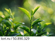 Green tea leaves growing in morning sunlight on tea plantation. Стоковое AI-изображение, AI-художник Иван Рябоконь / Фотобанк Лори