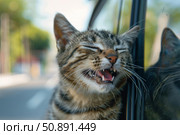 Cute cat enjoying road trip from car window. Стоковое AI-изображение, AI-художник Иван Рябоконь / Фотобанк Лори