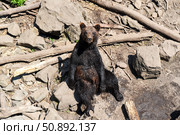 Kamchatka brown bear sits upright on the ground with a calm, almost human-like expression, enjoying a moment of rest in the sunlight. Стоковое фото, фотограф Татьяна Терехина / Фотобанк Лори