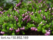 Blooming Erica carnea with clusters of small pink bell-shaped flowers among bright green needle-like leaves in a natural garden setting. Стоковое фото, фотограф Татьяна Терехина / Фотобанк Лори