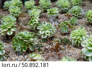 Variegated Aeonium Sunburst succulents growing in gravel soil. Rosette-shaped foliage with green and creamy-white leaves in a cactus garden setting. Стоковое фото, фотограф Татьяна Терехина / Фотобанк Лори