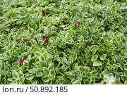 Close-up of Aptenia cordifolia, a hardy plant known for its lush foliage and tiny blooms. Стоковое фото, фотограф Татьяна Терехина / Фотобанк Лори