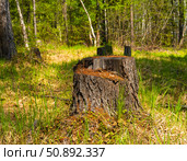 Пень от дерева в лесу. Стоковое фото, фотограф Роман Аксёнов / Фотобанк Лори