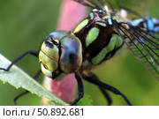 Стрекоза Aeshna viridis (Коромысло зелёное). Голова и глаз крупным планом. Стоковое фото, фотограф Александр Тарасенков / Фотобанк Лори