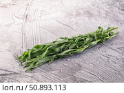Fresh green estragon aroma stem. Стоковое фото, фотограф Андрей Старостин / Фотобанк Лори