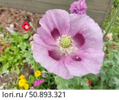 Цветет яркий мак. Мак (лат. Papaver) — род травянистых растений семейства Маковые (Papaveraceae) Стоковое фото, фотограф Сергей Елизарьев / Фотобанк Лори