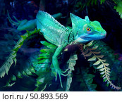 Helmet-bearing basilisk sits in a terrarium among green leaves. Стоковое фото, фотограф Екатерина Красникова / Фотобанк Лори