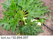 A zucchini bush with large fruits grows among large leaves with a drip irrigation tube in the garden. Стоковое фото, фотограф Коханова Наталья / Фотобанк Лори