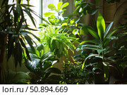 Lush green plants growing indoors by window with sunlight streaming through. Стоковое AI-изображение, AI-художник Иван Рябоконь / Фотобанк Лори
