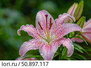 Pink lily flower blooming in the garden after rain. Стоковое AI-изображение, AI-художник Иван Рябоконь / Фотобанк Лори