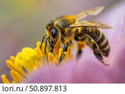 Honey bee pollinating pink and yellow flower close up. Стоковое AI-изображение, AI-художник Иван Рябоконь / Фотобанк Лори
