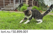 A playful grey and white feline leaps into the air on lush green grass, successfully catching a tiny mouse in a swift, amusing jump. Стоковое видео, видеограф Ирина Старикова / Фотобанк Лори