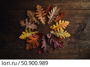Autumn leaves oak seasonal wood fall nature brown texture rustic foliage dried for natural inspiration. Arranged in harmony by color. A top-down view for seasonal content or decoration. Стоковое AI-изображение, AI-художник Александра Троицкая / Фотобанк Лори