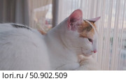 A tricolor cat rests by the window. Стоковое видео, видеограф Boris Vasilenko / Фотобанк Лори