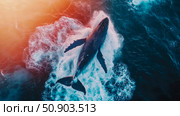 Aerial majestic whale breaching ocean surface with splash. Стоковое AI-изображение, AI-художник Данила Большаков / Фотобанк Лори