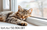 A cat peacefully napping on a window sill next to an open window, bathed in sunlight. Стоковое AI-изображение, AI-художник Данила Большаков / Фотобанк Лори