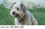 Portrait of happy small breed dog. gray lop-eared mongrel in collar. dog with an open mouth sits on the grass outside in summer and looks around the area. Стоковое видео, видеограф Анастасия Ли / Фотобанк Лори