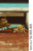 Bee is guard. honey bee to hive, macro shoot. Стоковое видео, видеограф Анастасия Ли / Фотобанк Лори