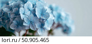 Hydrangea blooming. Blue heads of hydrangea flower petals. Beautiful Garden. Landscaping trend. Shrubbery blooms. Closeup hydrangea flowers. Space for text. Abstract minimal design. Soft shadows. Card. Стоковое AI-изображение, AI-художник Марина Демидюк / Фотобанк Лори