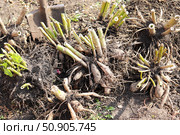 Dahlia tubers just lifted for overwintering. Стоковое фото, фотограф Юлия Сергеевна Купина / Фотобанк Лори