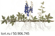 Scientific botanical illustration of a plant with root system and flowers. The image is made in watercolor technique, demonstrates the structure of the above-ground and underground parts of the plant, including leaves, flowers and roots. Suitable for use in educational materials, encyclopedias, educational projects, herbal and tincture packaging design, as well as in popular science publications. Стоковое AI-изображение, AI-художник Анна Кривицкая / Фотобанк Лори