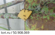 A piece of cheese was placed on the path of the ants from the anthill to the aphid. The ants taste the cheese. Стоковое видео, видеограф Андрей Жигальцов / Фотобанк Лори