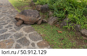 The giant turtle Aldabrachelys gigantea is feeding. A reptile on the side of a paved footpath eats green grass. Side view. Close-up. Ferns grow on boulders.Mauritius.La Vallée Des Couleurs Nature Park (2024 год). Стоковое фото, фотограф Вера Ивановна Кубарева / Фотобанк Лори