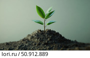 propagation growth plant ai generated. Стоковое AI-изображение, AI-художник Vectorwin / Фотобанк Лори