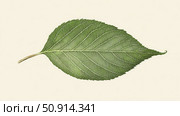 veins elm tree leaf ai generated. Стоковое AI-изображение, AI-художник Vectorwin / Фотобанк Лори