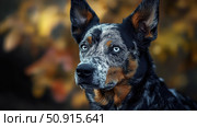 dog blue heeler ai generated. Стоковое AI-изображение, AI-художник Vectorwin / Фотобанк Лори