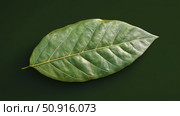 alkaloid cocoa leaf ai generated. Стоковое AI-изображение, AI-художник Vectorwin / Фотобанк Лори