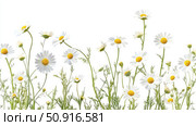 flower chamomile plant ai generated. Стоковое AI-изображение, AI-художник Vectorwin / Фотобанк Лори