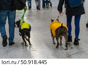 Dog show scene: Two dogs in yellow coats are being walked on leash by their owners during a canine event. Стоковое фото, фотограф Данила Большаков / Фотобанк Лори
