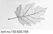 chlorophyll one line leaf ai generated. Стоковое AI-изображение, AI-художник Vectorwin / Фотобанк Лори