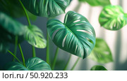 horticulture plant lines ai generated. Стоковое AI-изображение, AI-художник Vectorwin / Фотобанк Лори