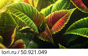 xylem plant biology ai generated. Стоковое AI-изображение, AI-художник Vectorwin / Фотобанк Лори