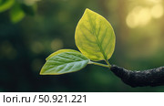 nutrients leaf growing ai generated. Стоковое AI-изображение, AI-художник Vectorwin / Фотобанк Лори