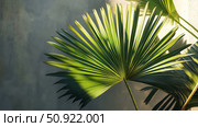 sabal palmetto leaf ai generated. Стоковое AI-изображение, AI-художник Vectorwin / Фотобанк Лори