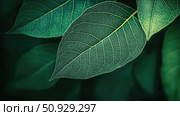 petiole lines leaf ai generated. Стоковое AI-изображение, AI-художник Vectorwin / Фотобанк Лори