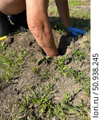 Man digging a mole burrow with his hand. For trap installation. Стоковое фото, фотограф Vadzim Yakubovich / Фотобанк Лори