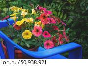 Bright terracotta and yellow petunia flowers in a pot. Flowers decorate the entrance to the gazebo. close-up. Стоковое фото, фотограф Оксана Медведева / Фотобанк Лори