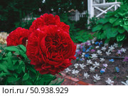 Bright red peony Carol. Ruby-colored large-flowered peony bush in the garden. Close-up. Стоковое фото, фотограф Оксана Медведева / Фотобанк Лори