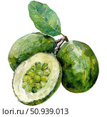 Exotic feijoa fruit painted in delicate watercolor technique, showing its distinctive green oval shape and floral remnants. Isolated on clean white background for versatile use. Стоковое AI-изображение, AI-художник Светлана Леуто / Фотобанк Лори